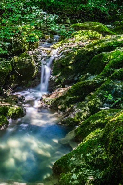 Bosco Verde Con Vista Panoramica Sul Fiume — Foto Stock