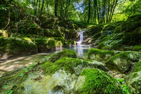 Forêt Verte Avec Vue Panoramique Sur Rivière — Photo