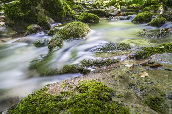 Bosco Verde Con Vista Panoramica Sul Fiume — Foto Stock