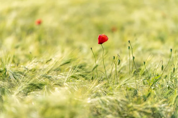 Звичайні Макові Рослини Папавери Червоні Пелюстки Квітів Маків — стокове фото