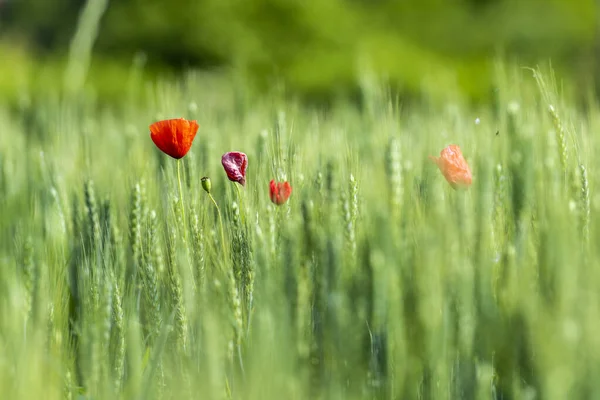 Vermelho Poppies Flores Brilhando Prado Grama Verde — Fotografia de Stock