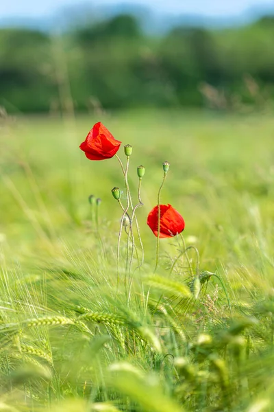 Červená Makové Květy Zářící Zelené Trávě Louka — Stock fotografie