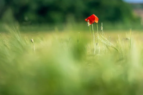 Червоні Маки Квіти Світяться Зеленому Лузі — стокове фото