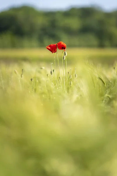 緑の草の牧草地で輝く赤いポピーの花 — ストック写真