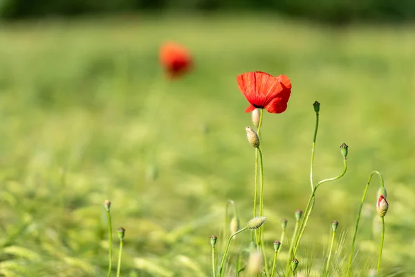 Coquelicots Rouges Fleurs Rougeoyantes Dans Prairie Herbe Verte — Photo