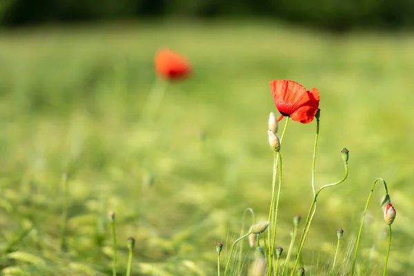 Coquelicots Rouges Fleurs Rougeoyantes Dans Prairie Herbe Verte — Photo