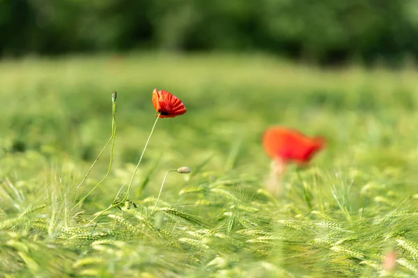 Червоні Маки Квіти Світяться Зеленому Лузі — стокове фото