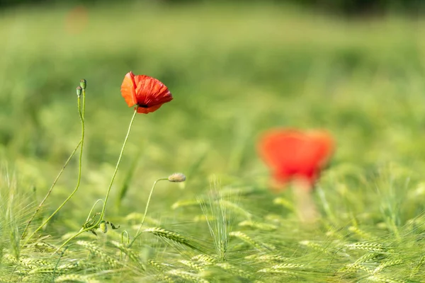 Vermelho Poppies Flores Brilhando Prado Grama Verde — Fotografia de Stock