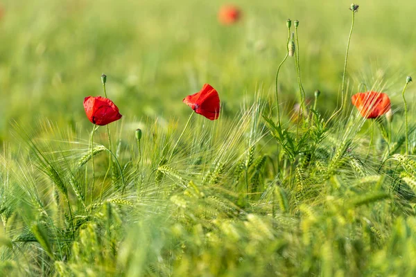 Coquelicots Rouges Fleurs Rougeoyantes Dans Prairie Herbe Verte — Photo