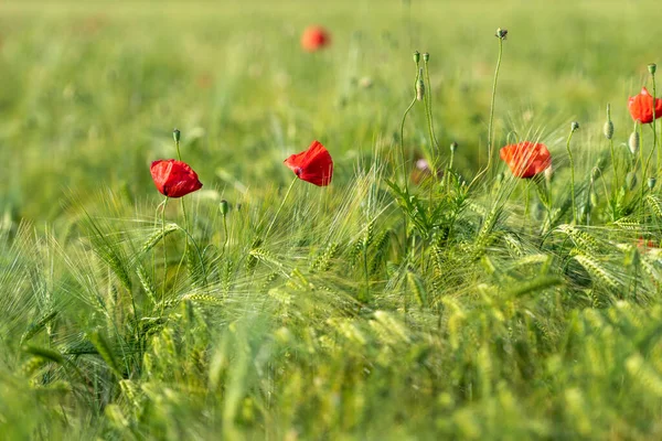 Coquelicots Rouges Fleurs Rougeoyantes Dans Prairie Herbe Verte — Photo
