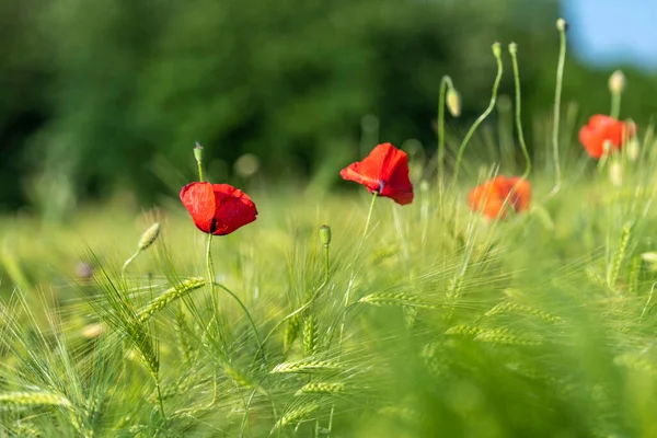 Красные Цветы Мака Светятся Зеленом Лугу Травы — стоковое фото