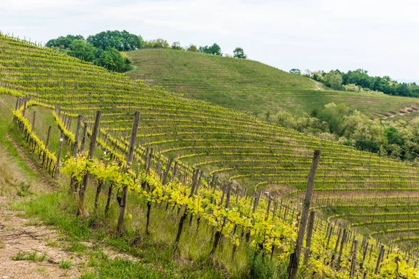 Village Savorgnano Summer Landscape Wine Yard Green Trees — Stock Photo, Image