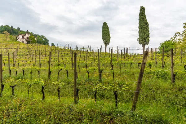 House Village Savorgnano Summer Landscape Vineyard Trees Plants — Stock Photo, Image