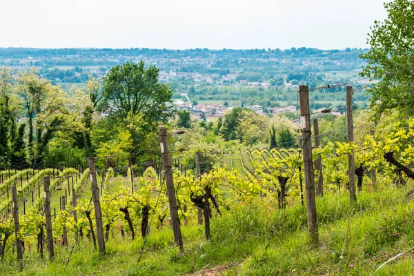 Виноградник Саворньяно Влітку Італія — стокове фото
