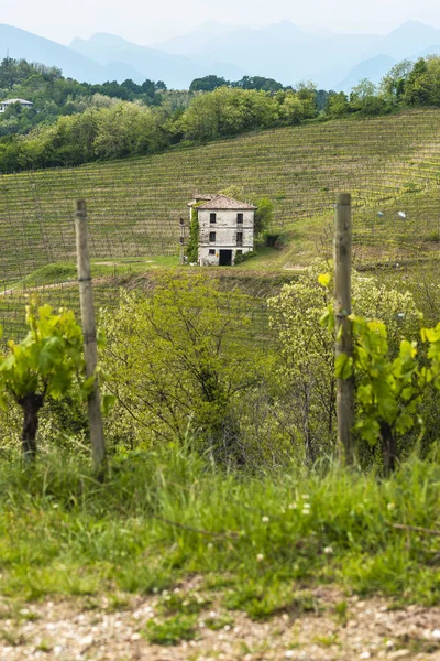 Savorgnano村的房子 有葡萄园 树木和植物的夏季景观 — 图库照片