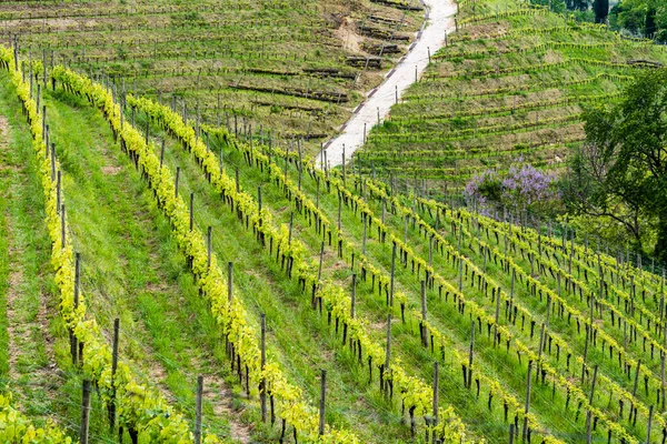 Wijngaard Savorgnano Zomer Italië — Stockfoto