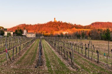 Cormons, Commune in Italy, Friuli-Venezia Giulia, İtalyan kırsal kesimi, kırsal alan, üzüm bağları, üzüm asmaları ekimi