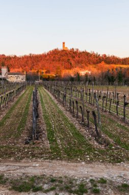 Cormons, Commune in Italy, Friuli-Venezia Giulia, İtalyan kırsal kesimi, kırsal alan, üzüm bağları, üzüm asmaları ekimi