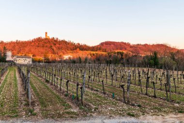 Cormons, Commune in Italy, Friuli-Venezia Giulia, İtalyan kırsal kesimi, kırsal alan, üzüm bağları, üzüm asmaları ekimi