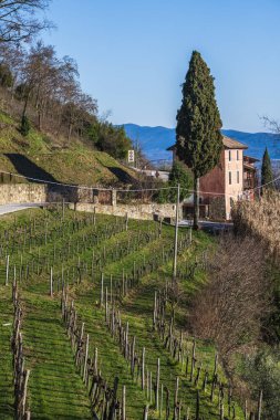 Cormons, Commune in Italy, Friuli-Venezia Giulia, İtalyan kırsal kesimi, kırsal alan, üzüm bağları, üzüm asmaları ekimi