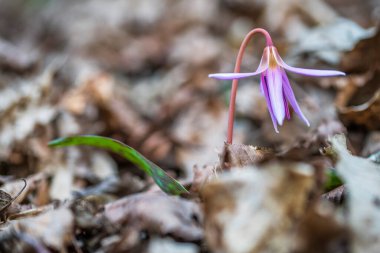 Crocus sativus, çiçek açan mor bahar bitkileri. 