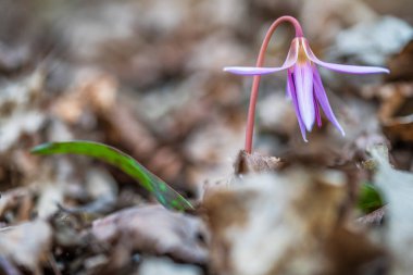 Crocus sativus, çiçek açan mor bahar bitkileri. 