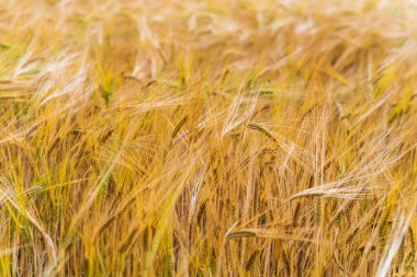 Yazın kırsal alanda 