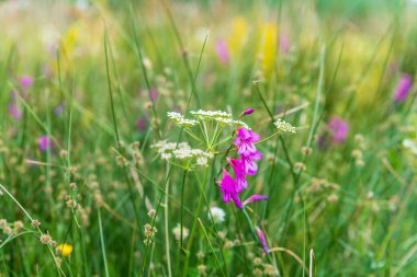 Yazın kırsal alanda 