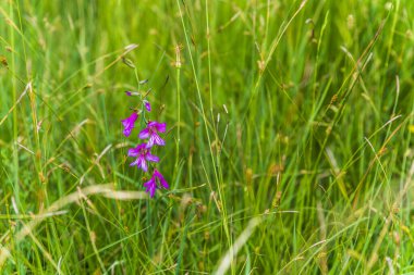 Yazın kırsal alanda 