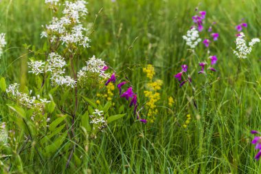 Yazın kırsal alanda 
