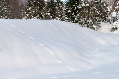 Karlı ormanın gündüz görüntüsü. Kar ve soğuk.