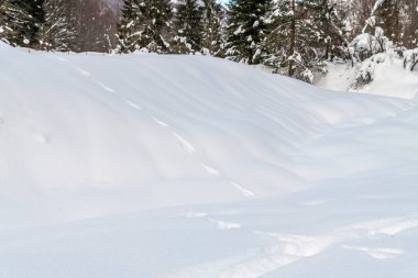 Karlı ormanın gündüz görüntüsü. Kar ve soğuk.