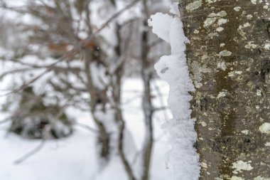 Karlı ormanın gündüz görüntüsü. Kar ve soğuk.