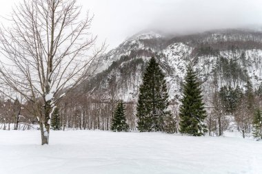 Karlı ormanın gündüz görüntüsü. Kar ve soğuk.