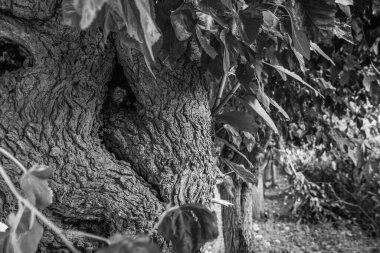 Park ağaçları yaz mevsiminde, siyah beyaz fotoğraf
