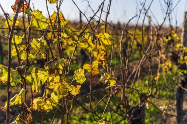 İtalyan kırsal bölgesi, kırsal alan, Colline di Spessa üzüm bağı, üzüm taşıyan asmalar.