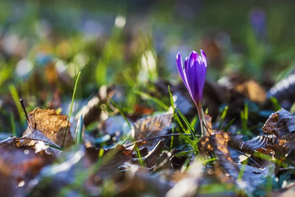 Krokus Sativus Kwiaty Fioletowe Wiosenne — Zdjęcie stockowe