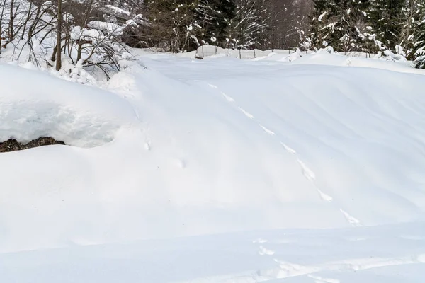 Day Time Shot Snowy Forest Snow Cold — Stock Photo, Image