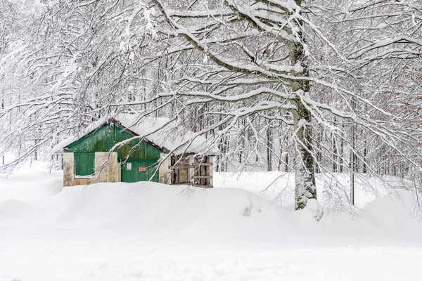 Snowy Bos Prachtige Winter Natuur Scene — Stockfoto