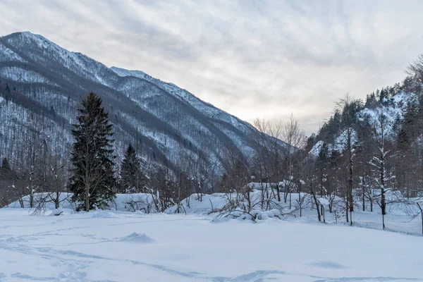 Disparo Día Bosque Nevado Nieve Frío — Foto de Stock