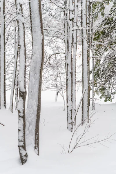 Havas Erdő Gyönyörű Téli Természet Jelenet — Stock Fotó