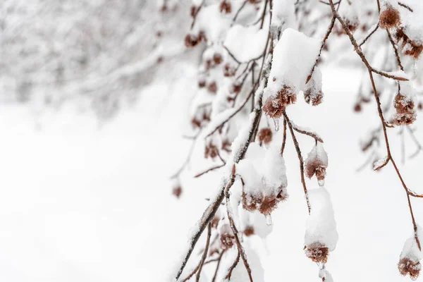Snowy Las Piękny Zima Natura Scena — Zdjęcie stockowe