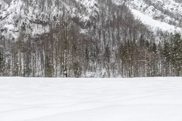 День Съемки Снежного Леса Снег Холод — стоковое фото