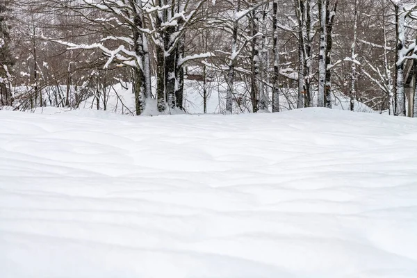 Tiro Dia Floresta Nevada Neve Frio — Fotografia de Stock