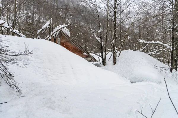 雪の森 美しい冬の自然シーン — ストック写真
