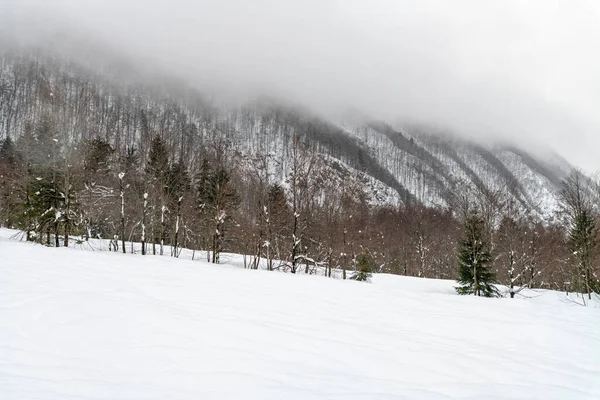 День Съемки Снежного Леса Снег Холод — стоковое фото