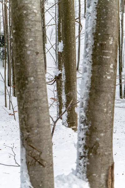 Nappali Hóesésben Hideg — Stock Fotó