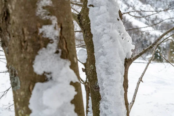 Disparo Día Bosque Nevado Nieve Frío — Foto de Stock