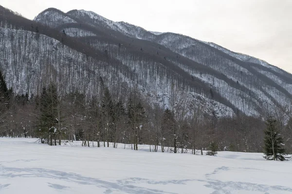 Tagesaufnahme Von Verschneiten Wäldern Schnee Und Kälte — Stockfoto
