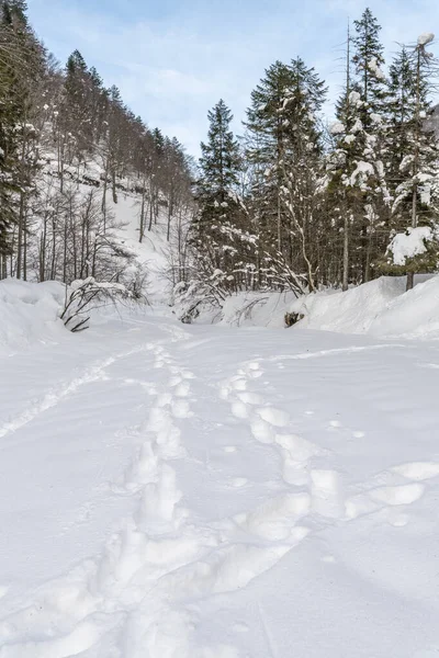 Denní Záběr Zasněženého Lesa Sníh Zima — Stock fotografie